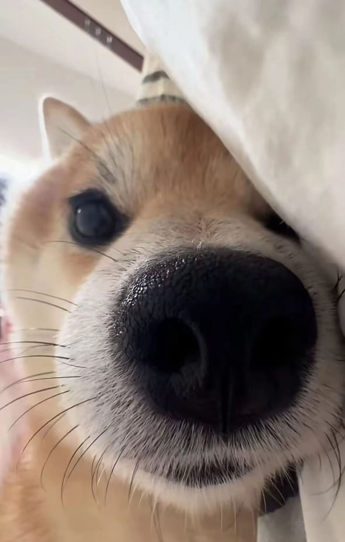 王艺文的柴犬头像